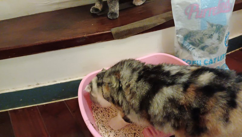 女人知己試用大隊,口碑行銷,部落客行銷,PurreLand 倍淨豆腐貓砂,好市多購買,COSTCO購買,豆腐貓砂,PurreLand倍淨,低粉塵,易清理,可沖馬桶,提供絕佳的除臭與凝結力,豆腐貓砂評價,貓砂評價,使用心得,貓砂分享,好用,原味,綠茶,豆腐砂,水量需完全覆蓋貓砂,水量需貓砂的2~3倍以上,豆腐砂評價,高CP值,划算